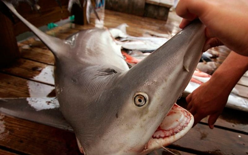 galapagos shark attack endagered species chinease vessel