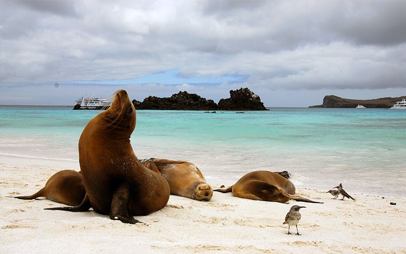 gardner bay espanola island galapagos travel vacations