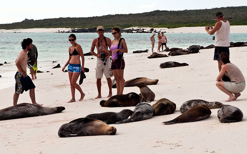 sealions galapagos beach wildlife travel vacations