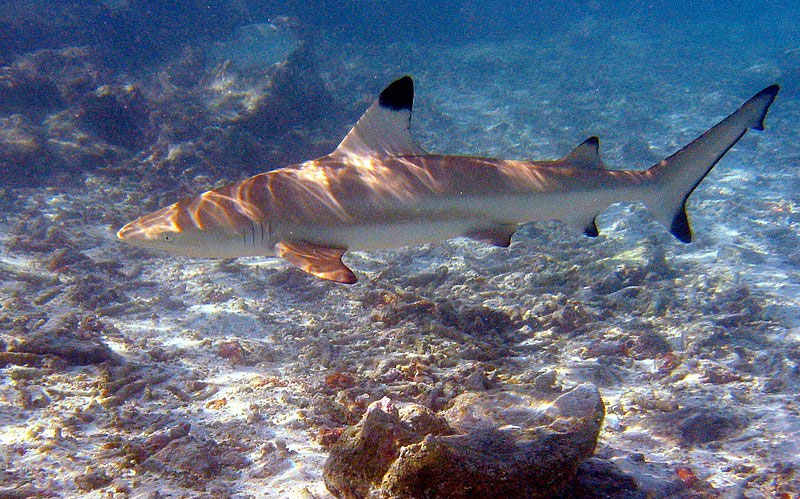 Sharks in the Galapagos