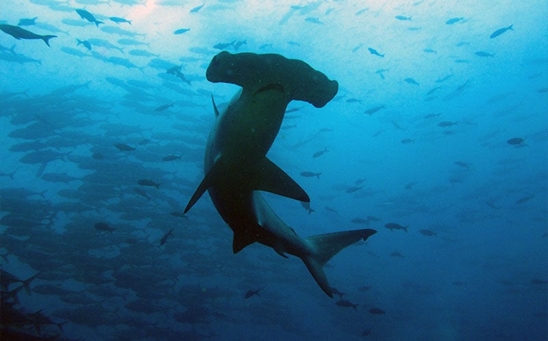 Sharks in the Galapagos