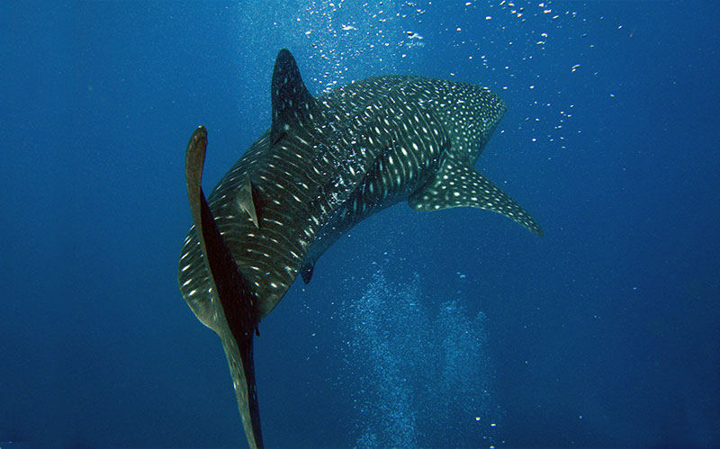 Sharks in the Galapagos