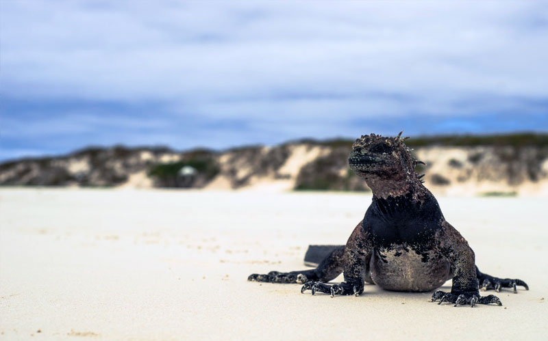 Best beaches in galapagos