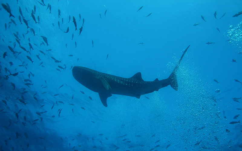 whale shark galapagos underwater marine life adventure travel vacations