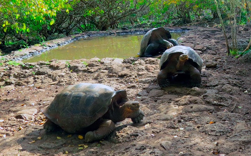 charles darwin station tortoise galapagos program travel vacations wildlife conservancy