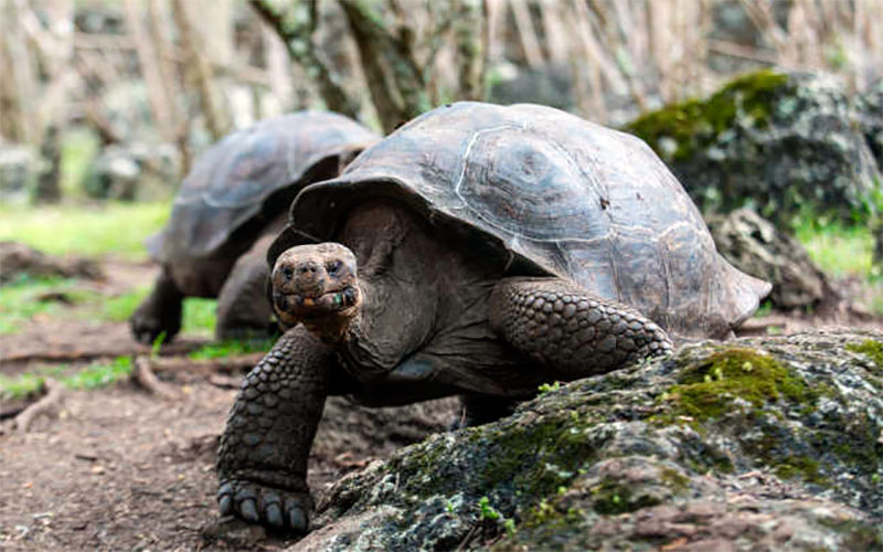 floreana tortois galapagos travel vacations wildlife conservancy