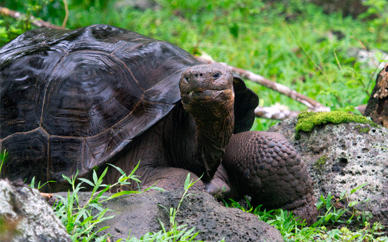 floreana tortois galapagos travel vacations wildlife conservancy