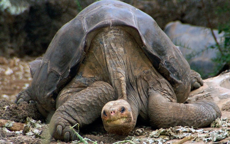 how big is the galapagos tortoise