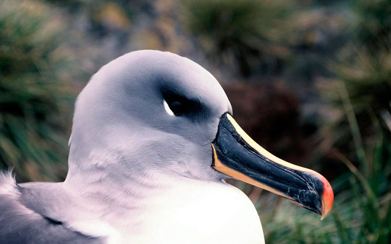 albatross courting galapagos hotels cruises vacations birds wildlife ecuador