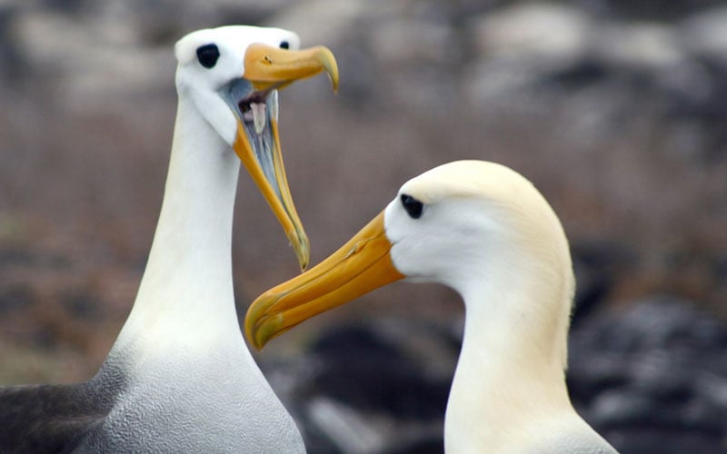 albatross courting galapagos hotels cruises vacations birds wildlife ecuador