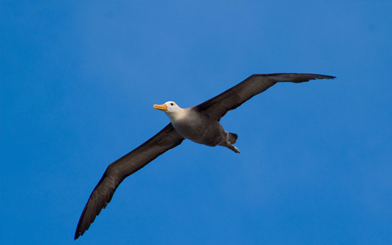 albatross courting galapagos hotels cruises vacations birds wildlife ecuador