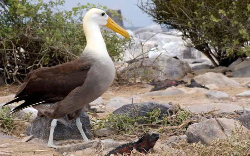 albatross courting galapagos hotels cruises vacations birds wildlife ecuador