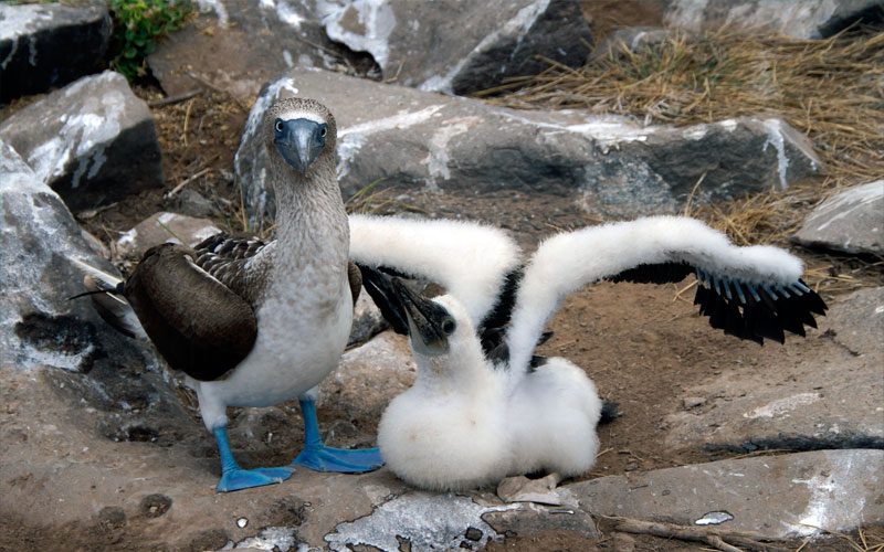 blue footed booby birds galapagos ecuador hotels cruises travel vacations