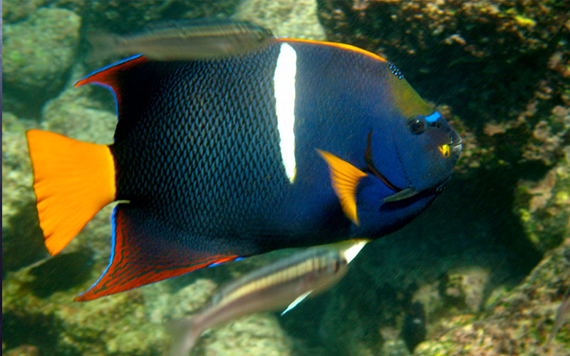fishes galapagos underwater adventure ecueador diving travel