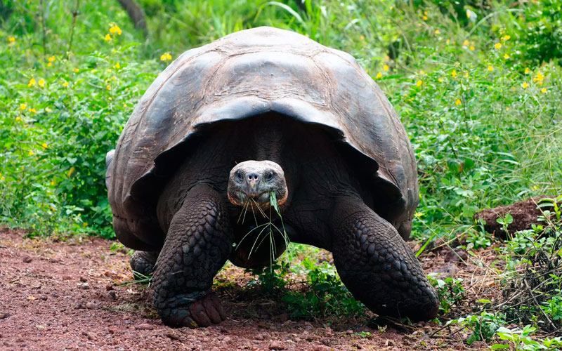 giant-tortoise green sea tortoise blue footed booby birds galapagos ecuador hotels cruises travel vacations