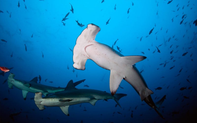 hammerhead shark galapagos diving travel- adventure underwater fishes