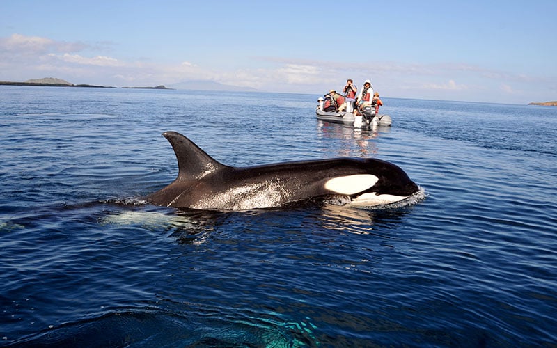 galapagos mammals orca whale hotels cruises vacations travel