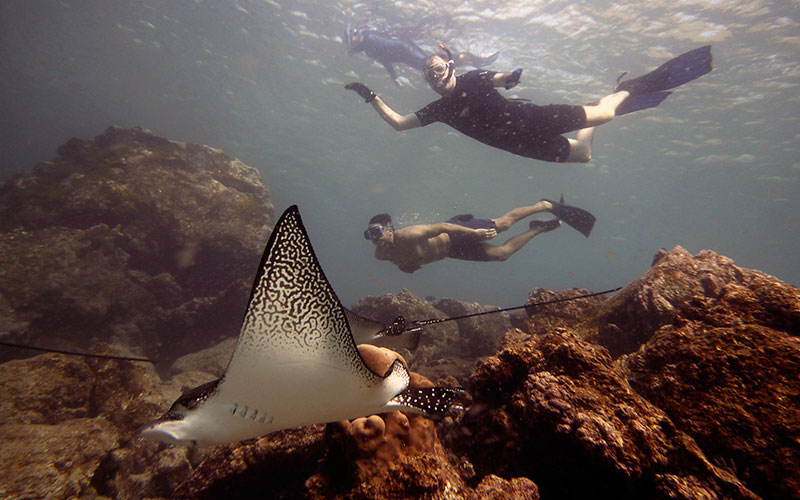 ray underwater galapagos islands vacations adventure travel