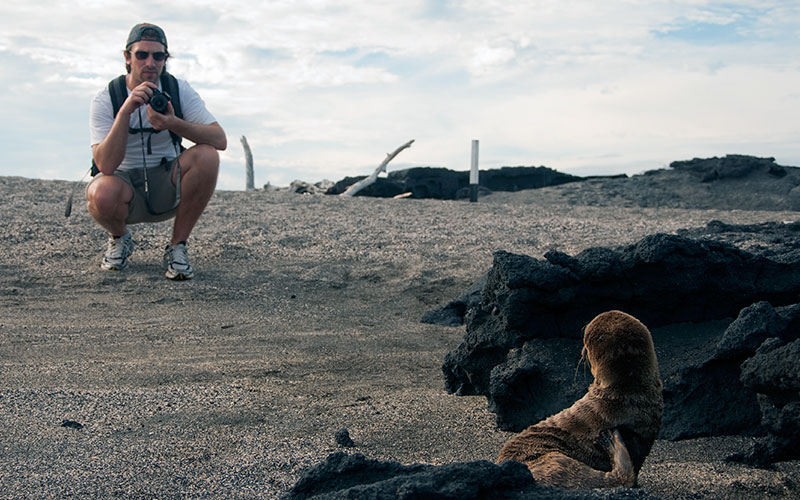 galapagos mammals sealion beach photography