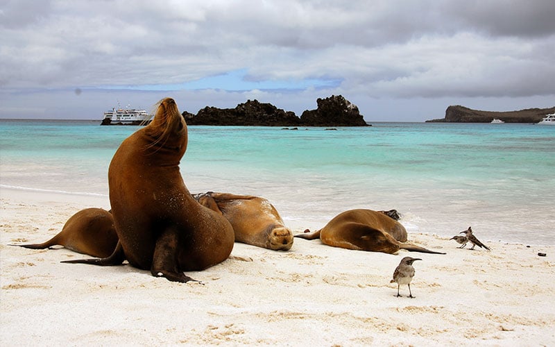 sealion galapagos-ecuador hotels cruises travel vacations