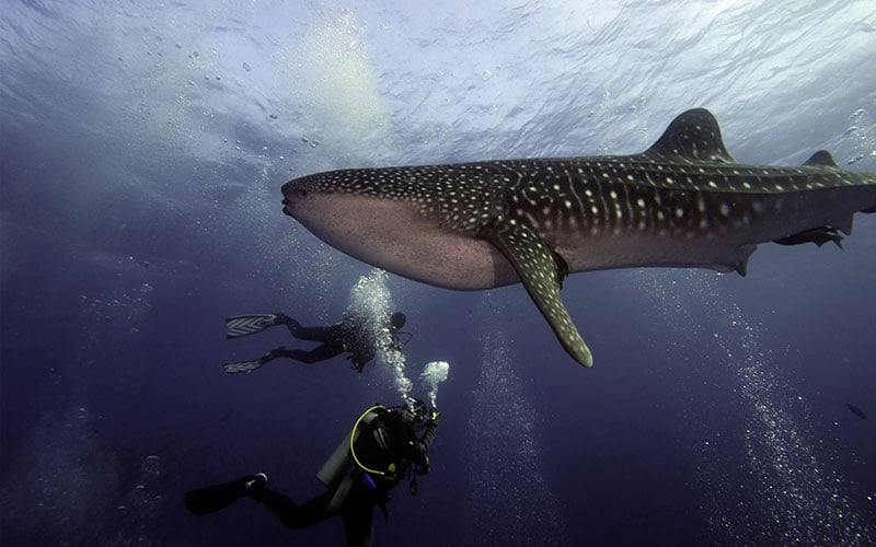 whale shark diving galapagos islands hotels cruises travel adventure underwater