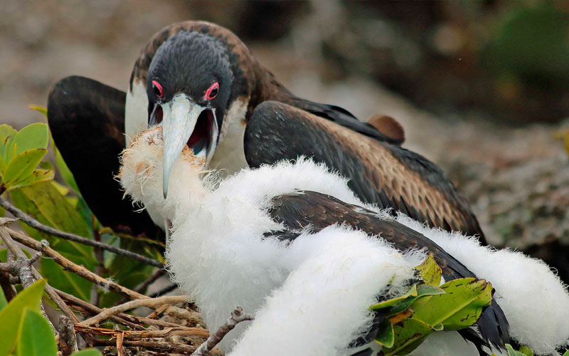 royal frigatebird galapagos hotel cruises vacations travel birds wildlife ecuador