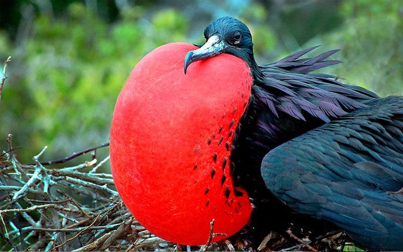 royal frigatebird galapagos hotel cruises vacations travel birds wildlife ecuador