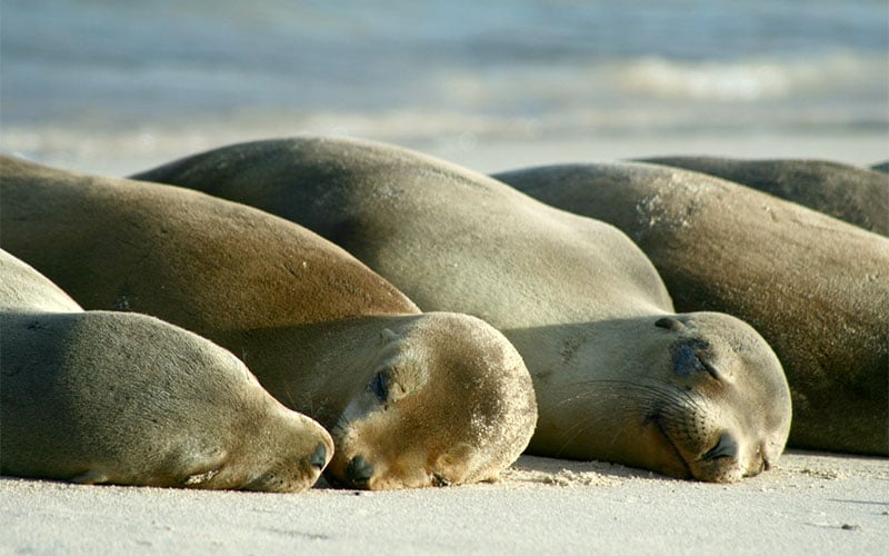 sealion galapagos hotels cruises vacations travel wildlife ecuador