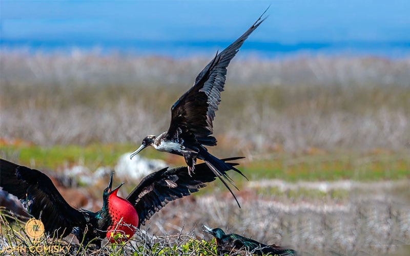 royal frigatebird galapagos hotel cruises vacations travel birds wildlife ecuador