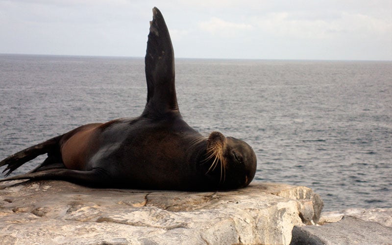 sealion galapagos hotels cruises vacations travel wildlife ecuador