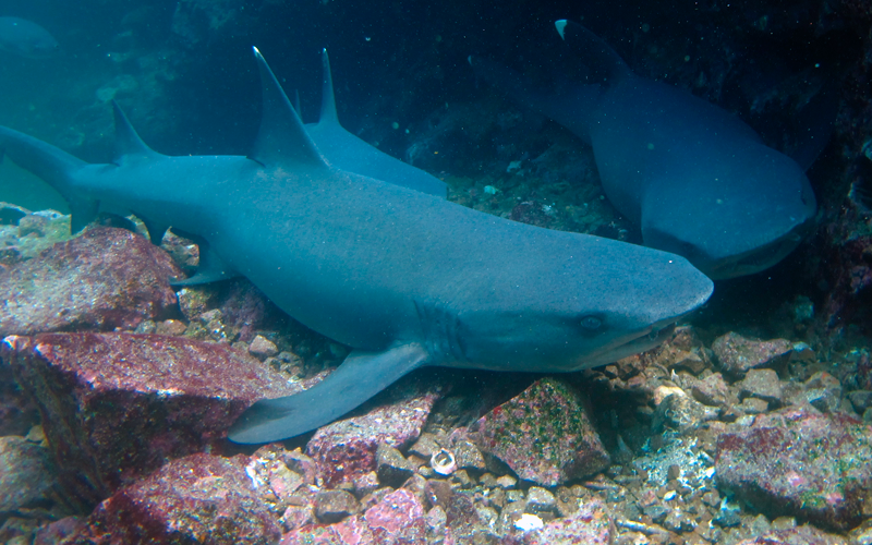 white tip shark galapagos hotel cruises islands