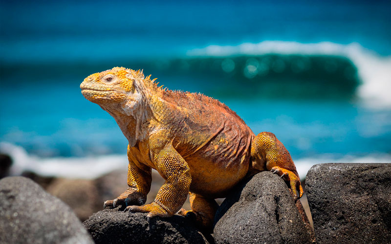 iguana galapagos ecuador sports vacation travel trip tour