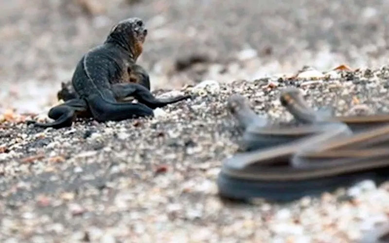 racer snake galapagos snake ecuador travel vacation tour