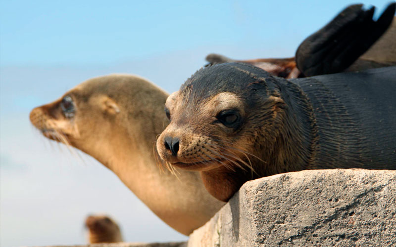 sealion galapagos hotel luxury ecuador travel vacation tour