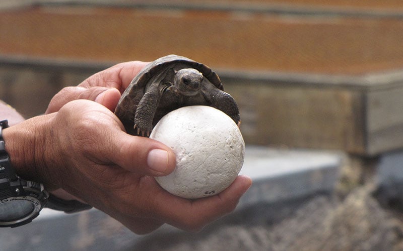 Galapagos Breeding Center