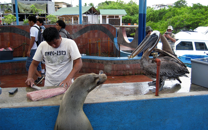 a guide to puerto ayora