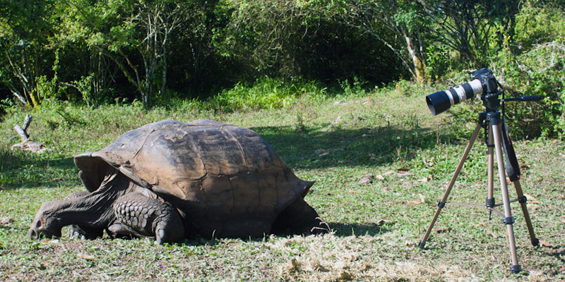 close encounter galapagos tortoise turtle wildlife photography