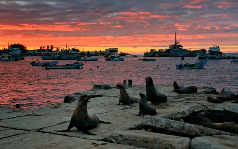 sealion cruises sea sunset galapagos ecuador travel vacations tours wildlife