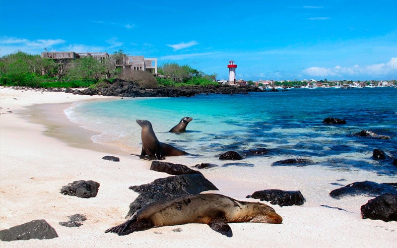 sea lion playa mann tourism galapagos islands ecuador travel tour