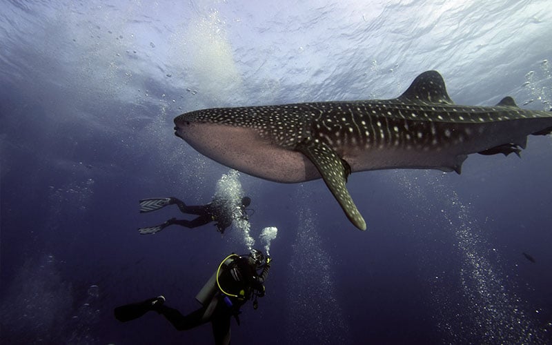 diving whale galapagos dry season