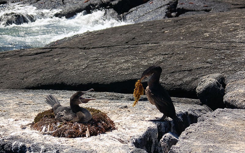 flightless cormorant galapagos birds wildlife dry season