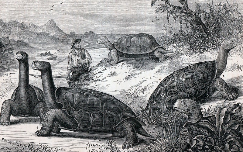 history of galapagos travel adventure discovery evolution ecuador cruises charles darwin