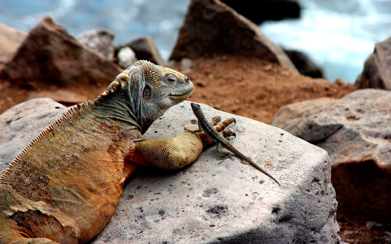 iguana lizard friends galapagos ecuador travel hotels