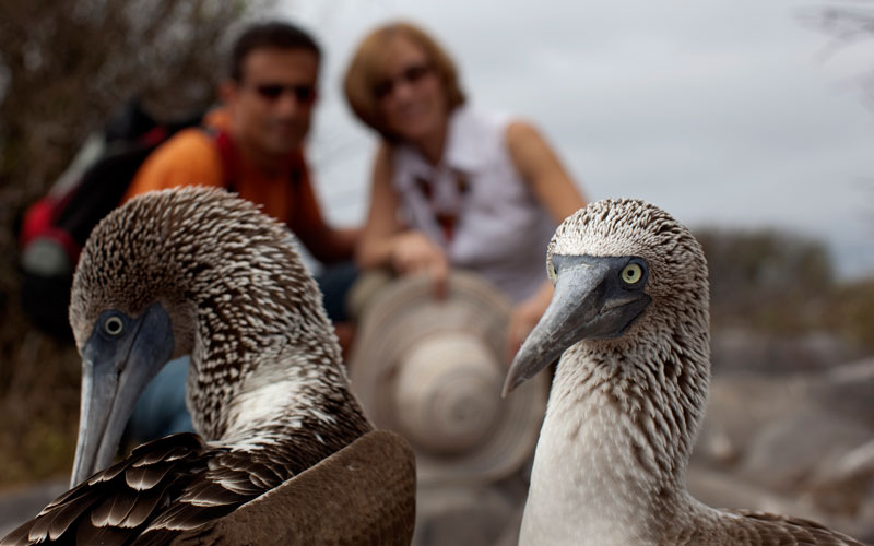 blue footed booby galapagos birds ecuador galapagosislands wildlife birdwatching