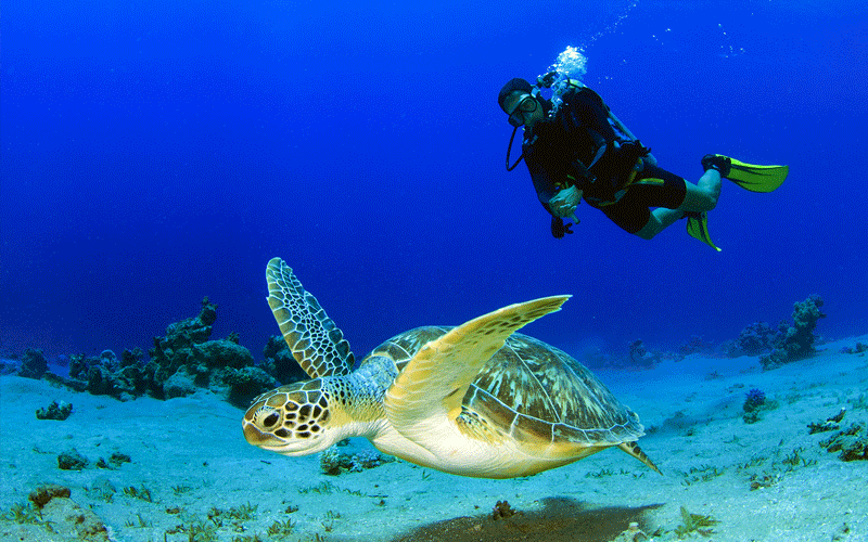 New Marine Sanctuary in the Galapagos Marine Reserve - Blog