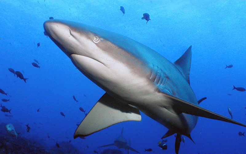 galapagos shark interesting facts about galapagos