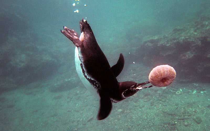 galapagos underwater travel penguin photography