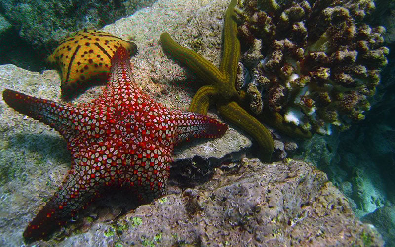 Galapagos during Christmas and New Year