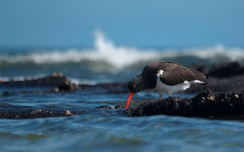 galapagos islands birds