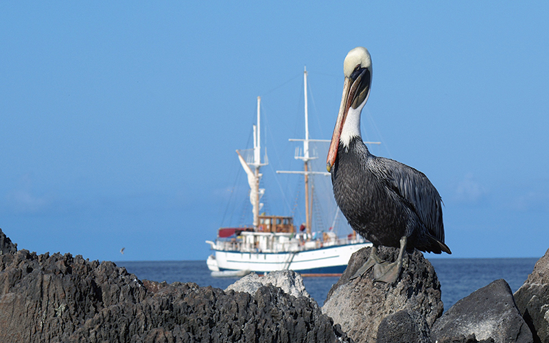 Galapagos Pelican